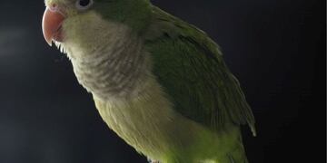 Recomiendan precaución en el contacto con aves\u002E