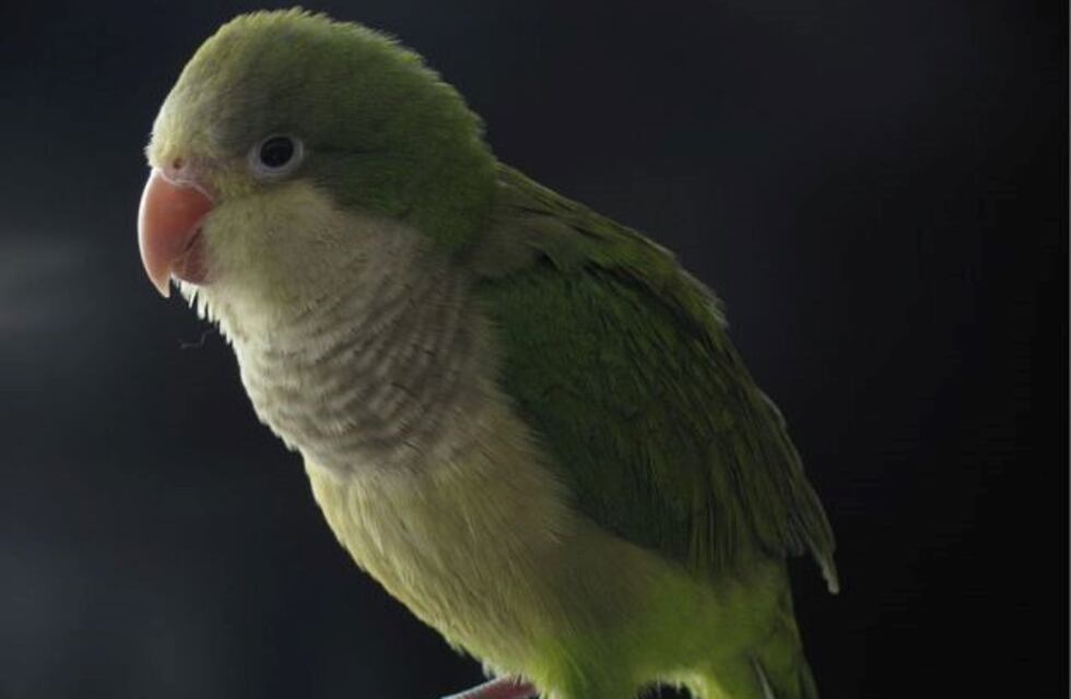 Recomiendan precaución en el contacto con las aves