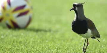 Dos teros atacaron a un juez de línea y demoraron un partido de la Primera C (Foto: imagen ilustrativa/web)