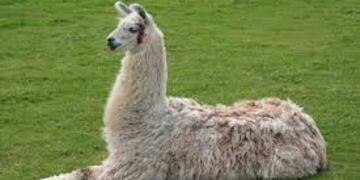 Llamas (Web)