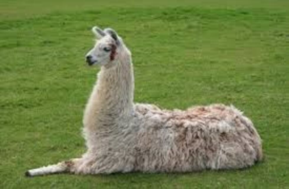 Las llamas ayudarían en la lucha contra el coronavirus