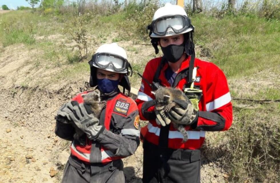 Bomberos de Chajarí rescataron dos cachorros de oso lavador