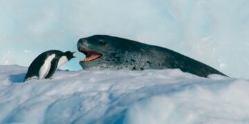 La desesperada huida de un pingüino perseguido por una foca