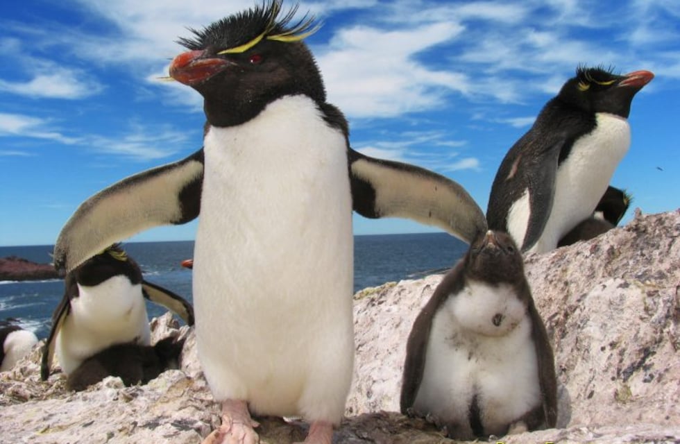 Isla Pingüino a un paso de los vecinos de Puerto Deseado