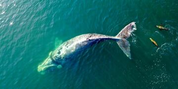 Avistaron una especie poco frecuente: una ballena pseudo albina\u002E