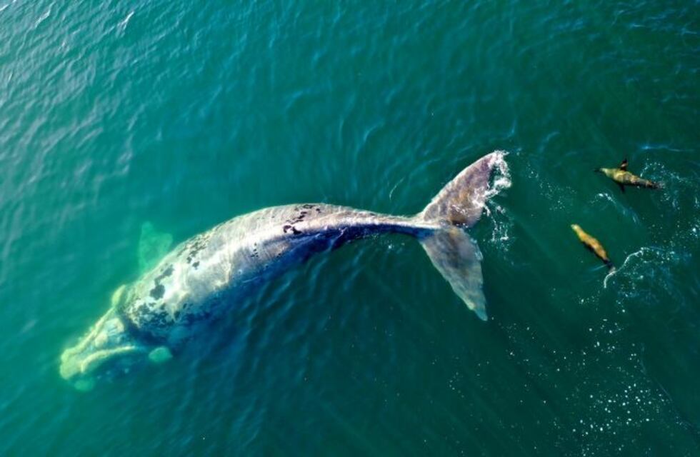 Las Grutas: avistaron una ballena franca parcialmente albina