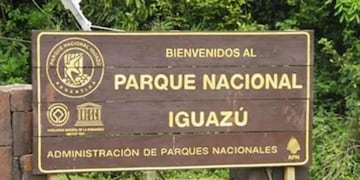 Parque Nacional Iguazú: un puma fue atropellado.