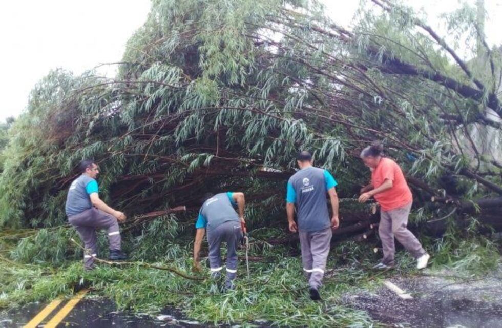 Tormenta en Paraná: hubo árboles caídos y casas anegadas