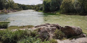 Cianobacterias Río San Antonio