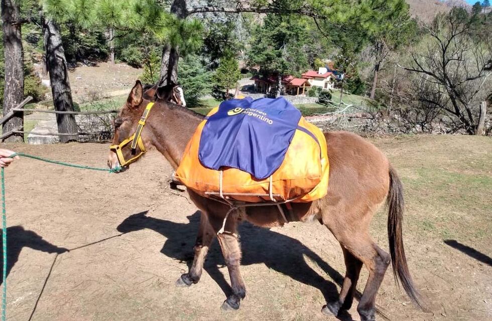 PASO 2021 en Córdoba: la urna llegó en mula al Cerro Champaquí