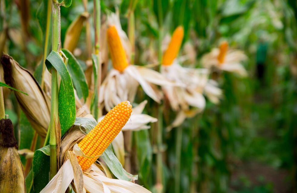 Brasil podría superar a EEUU como primer exportador mundial de maíz