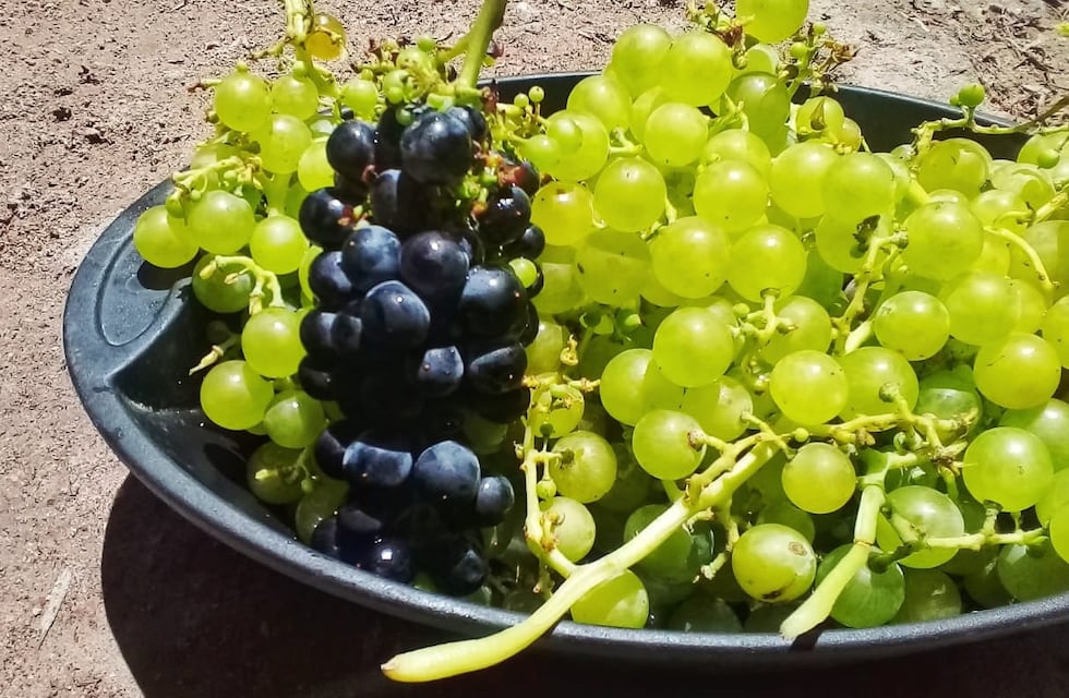 Suspenden en Tinogasta la Edición 58° del Festival Provincial y Regional de la Vendimia