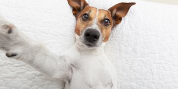 Los "mejores amigos del hombre" tienen nombres bastante humanos. (Foto: 123RF)