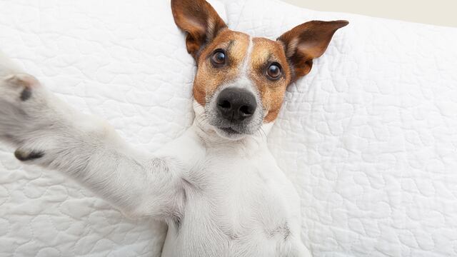 Los "mejores amigos del hombre" tienen nombres bastante humanos. (Foto: 123RF)