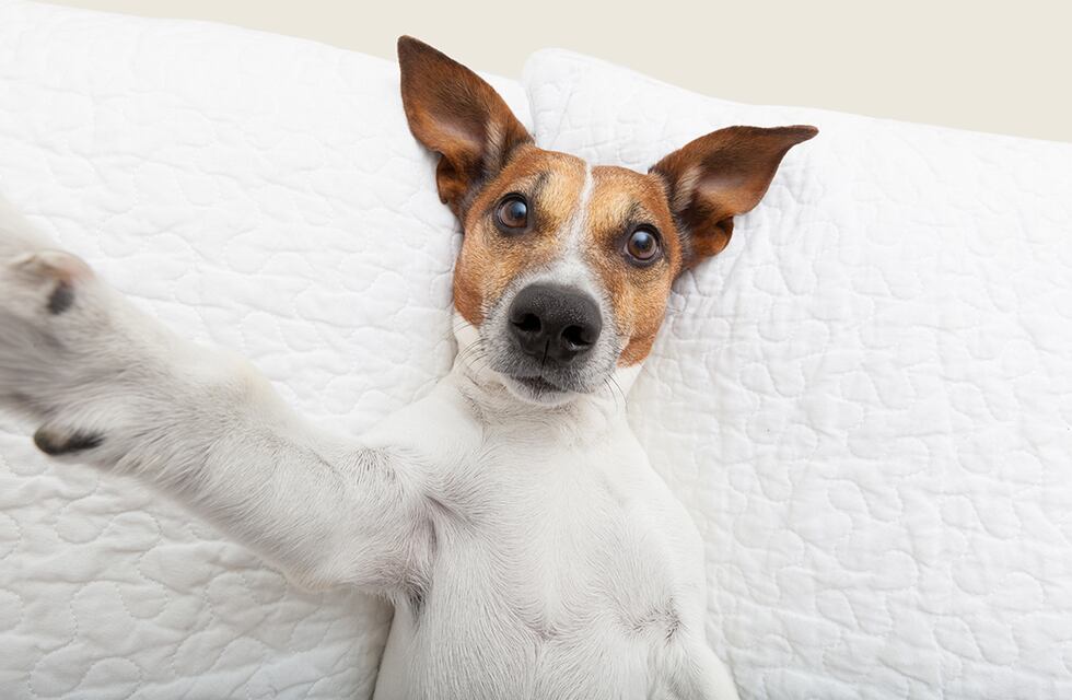 Cuáles son los nombres y las razas de perros más elegidas por los argentinos