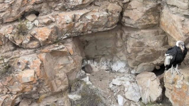 Cóndor andino bebé en Tupungato