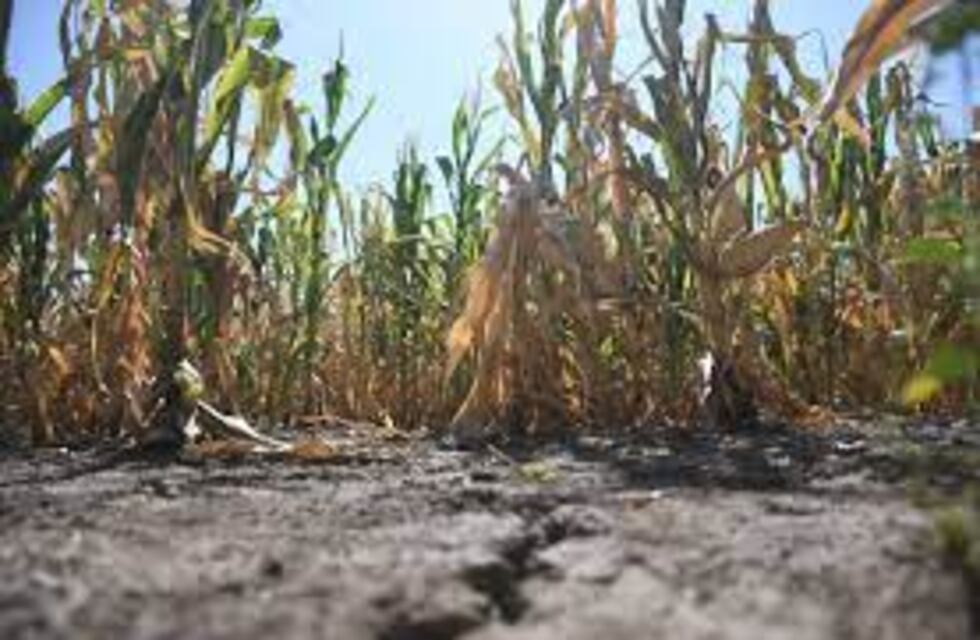 El gobierno de Entre Ríos declaró la emergencia agropecuaria en la provincia