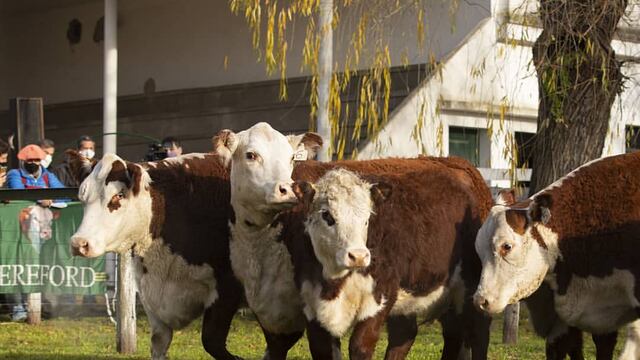 Volvió la Expo Rural después de dos años.
