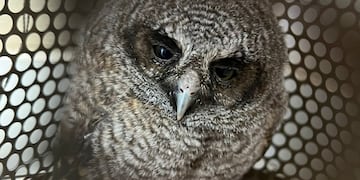 Rescatan un alilicucú común en Iguazú y lo trasladan a Guira Oga para su recuperación.