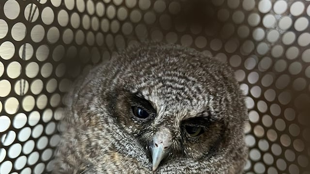 Rescatan un alilicucú común en Iguazú y lo trasladan a Guira Oga para su recuperación.