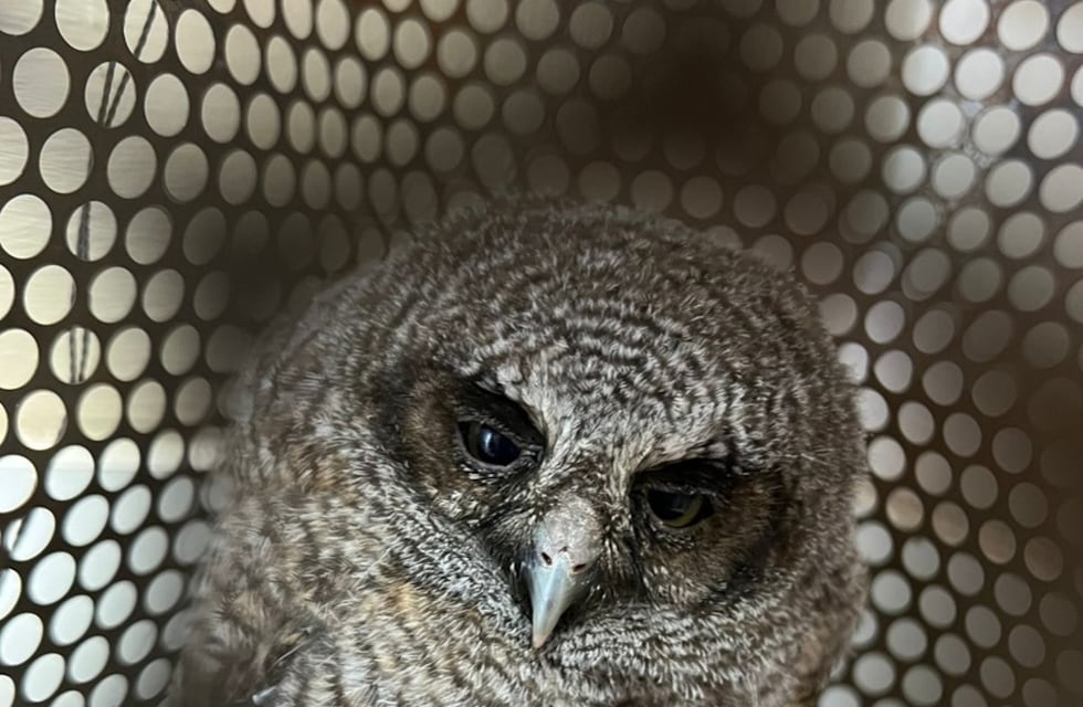 Rescatan un alilicucú común en Iguazú y lo trasladan a Guira Oga para su recuperación