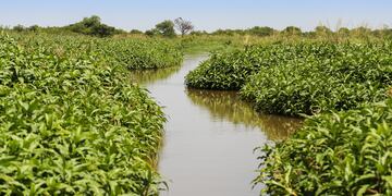 Legado Deliot. (Municipalidad de Rosario)