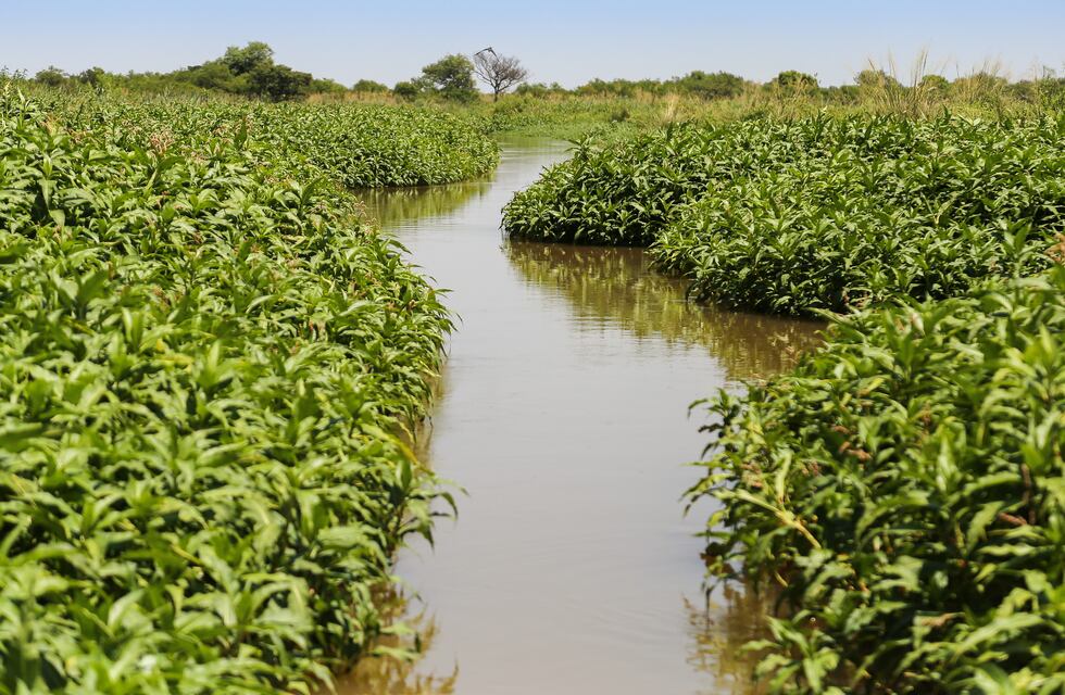 Legado Deliot: la Justicia entrerriana falló a favor de Rosario