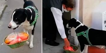 El perro que le hace las compras a su dueño en Colombia\u002E