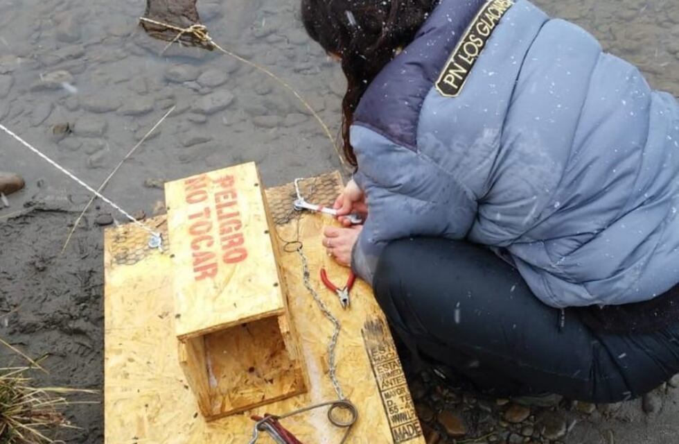 Activación de trampas para visón