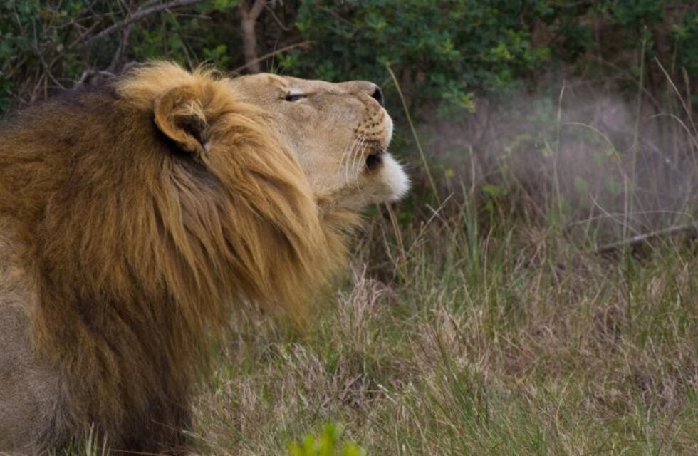 Cazaban rinocerontes en una reserva y fueron devorados por una manada de leones