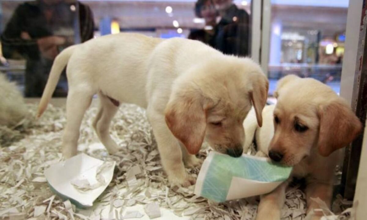 Prohíben en Paraná la exhibición de animales en vidrieras de veterinarias