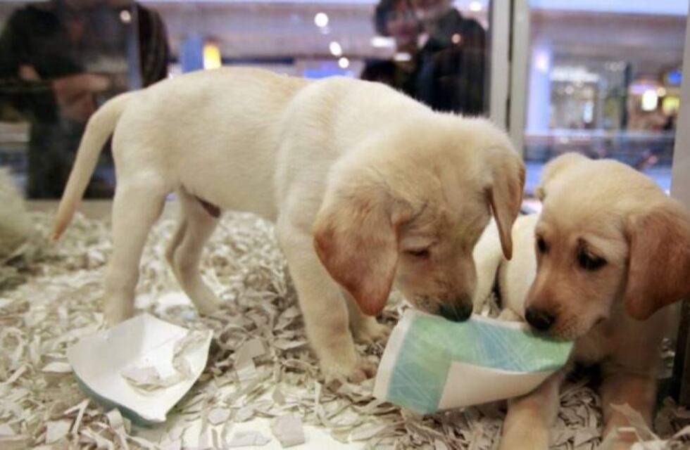 Prohíben en Paraná la exhibición de animales en vidrieras de veterinarias