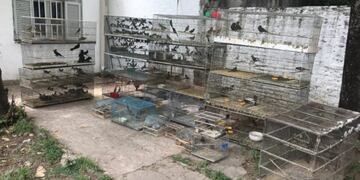 Los ejemplares fueron trasladados por funcionarios provinciales\u002E (@gobsantafe)