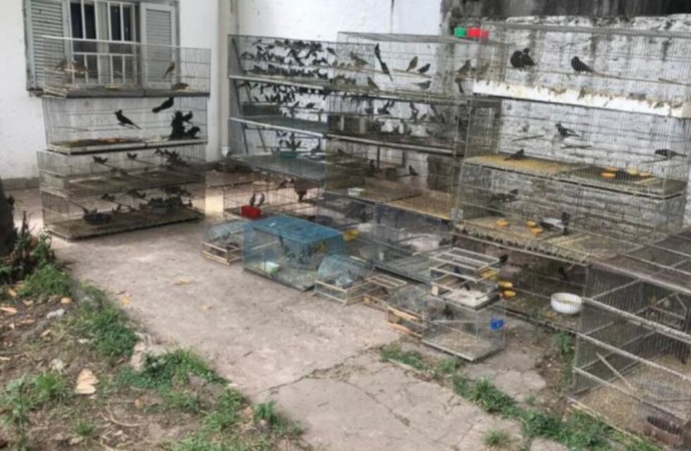 Rescataron de la venta ilegal unas 300 aves de especies protegidas
