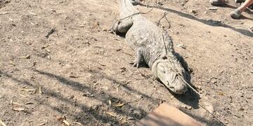 El reptil fue hallado este domingo por la tarde\u002E (@hernanfunes)