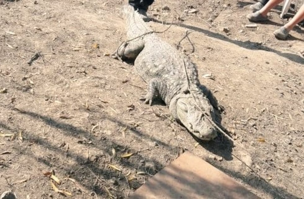 Rescataron a un yacaré hallado sobre la costa del río Paraná en Alvear