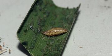 ¿Cuál es el correcto uso de biocontroladores y agroecología?