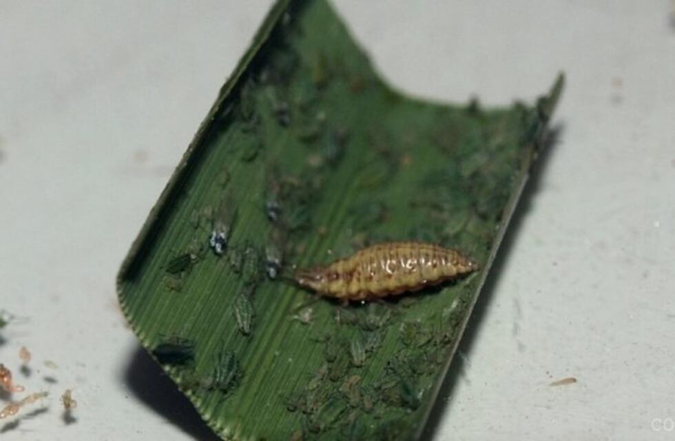 ¿Cuál es el correcto uso de biocontroladores y agroecología?