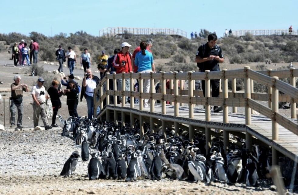 Abrió la Temporada de Pingüinos en Punta Tombo