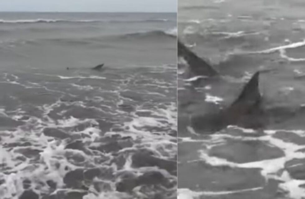 Monte Hermoso: "el tiburón era un bacotín por eso no pasó a mayores"
