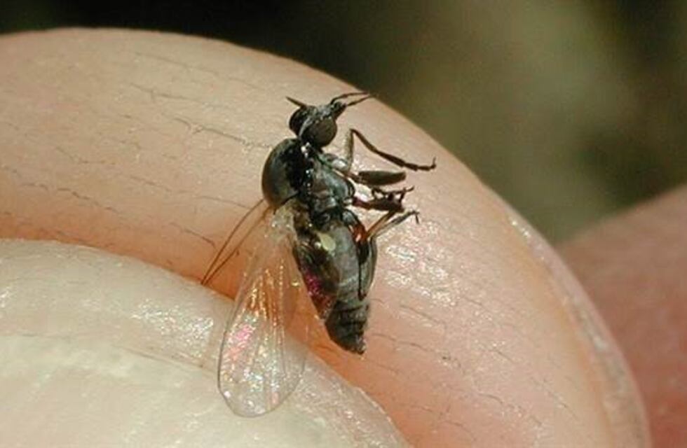 Las moscas mordedoras tienen en alerta a 15 municipios bonaerenses