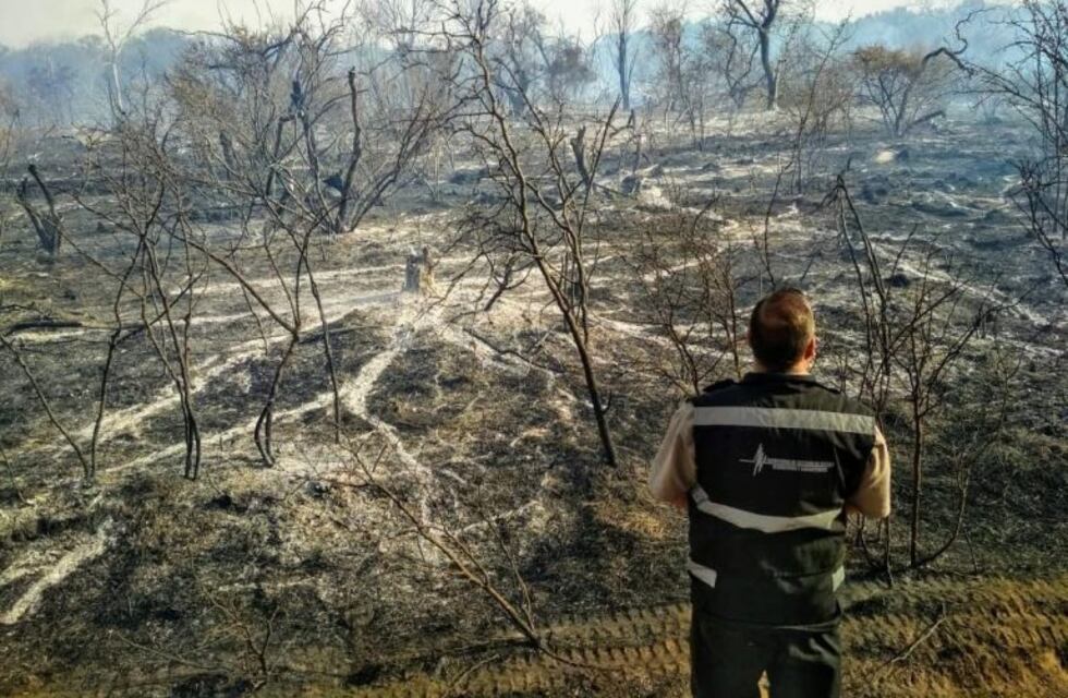 Cómo es el plan de reforestación, tras los incendios en Córdoba