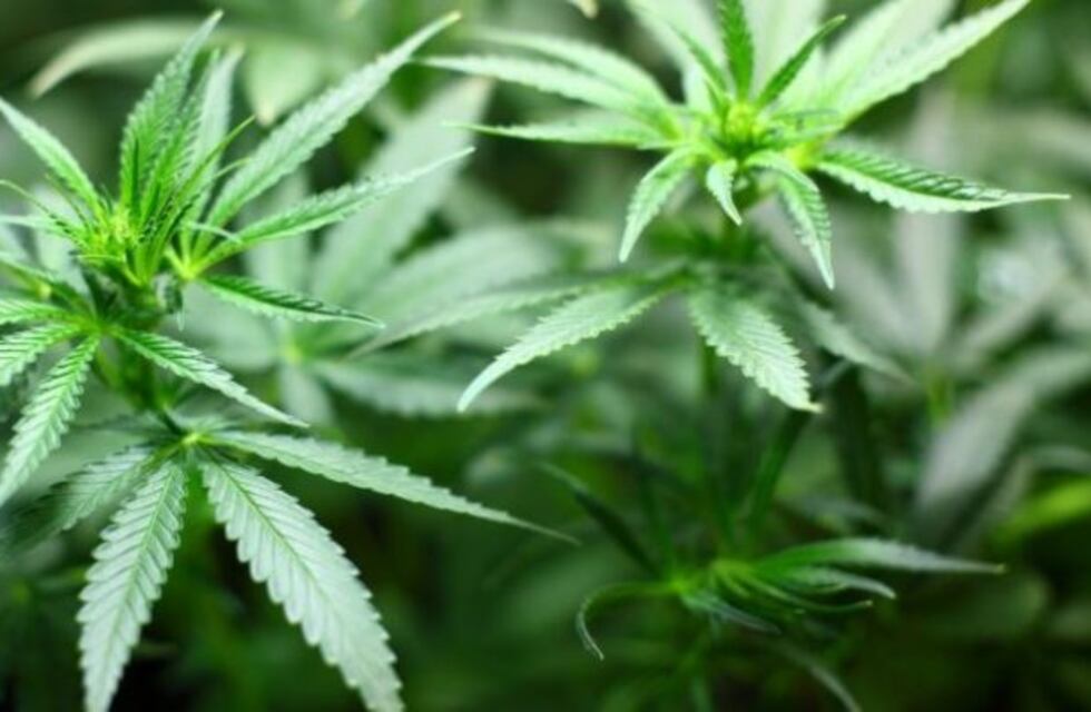 Excarcelarán a dos detenidos en la causa de "la clínica de la marihuana"