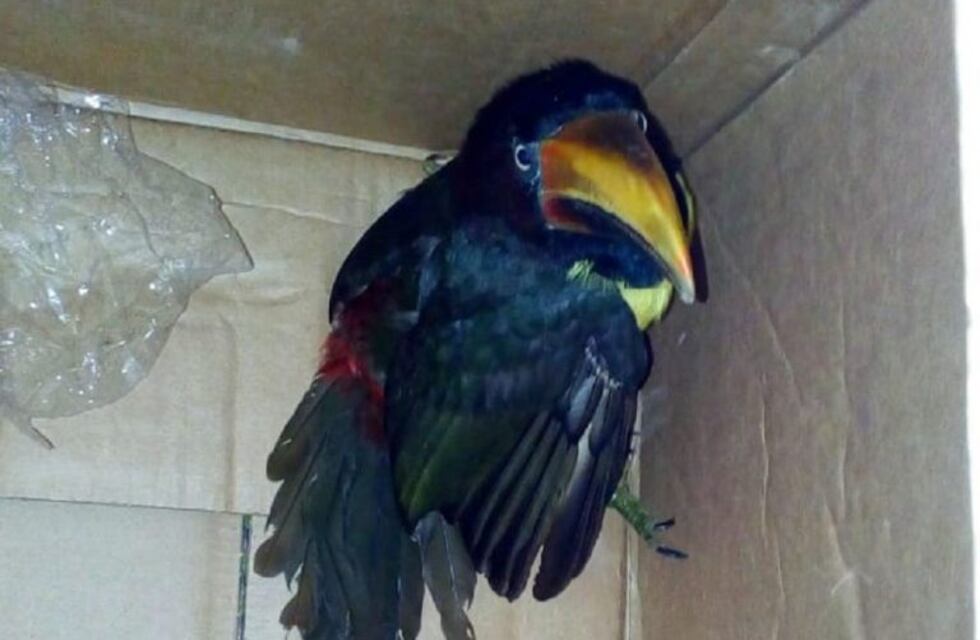 Rescataron a un tucán que apareció en el patio de un vecino