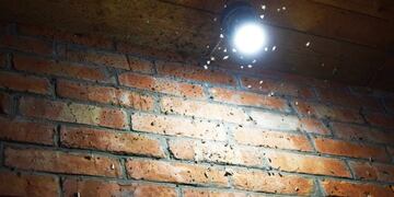 Científicos platenses advierten sobre una invasión de cotorritas en la ciudad