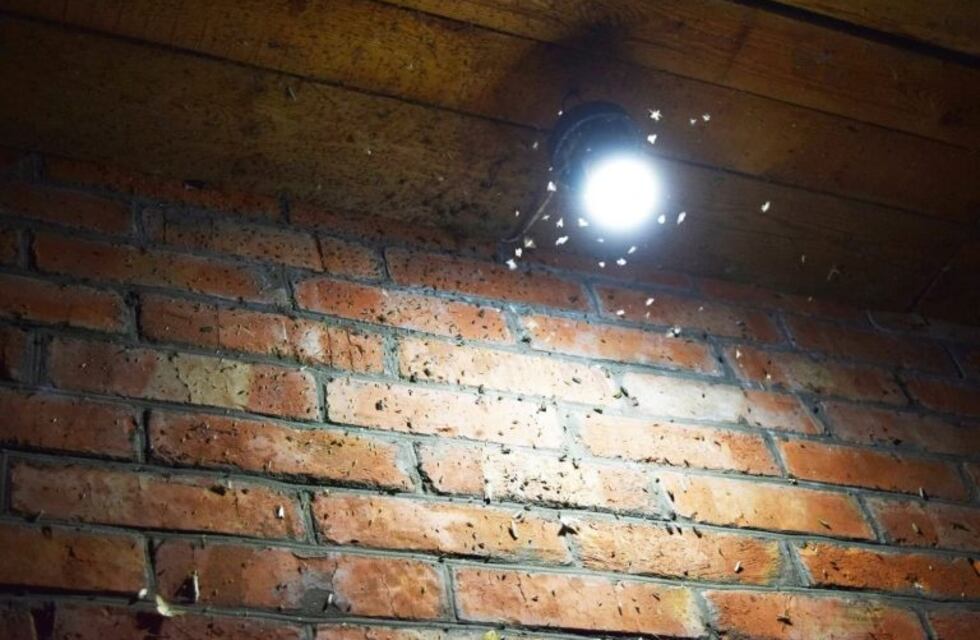 Científicos platenses advierten sobre una invasión de chicharritas en la ciudad