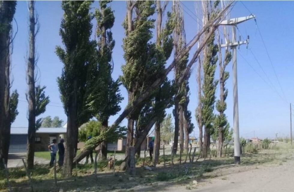 El Zonda dejó árboles caídos y cortes de energía eléctrica en Malargüe