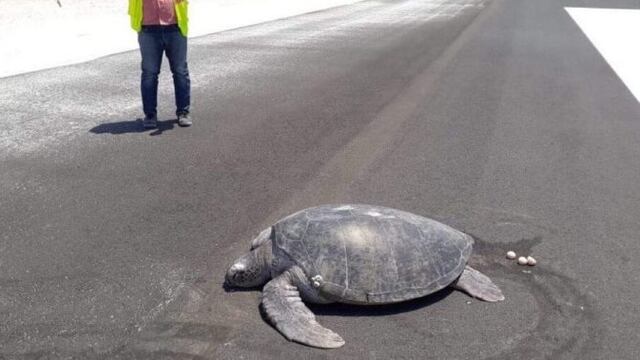 (Foto: Hulhumale Riyattey)