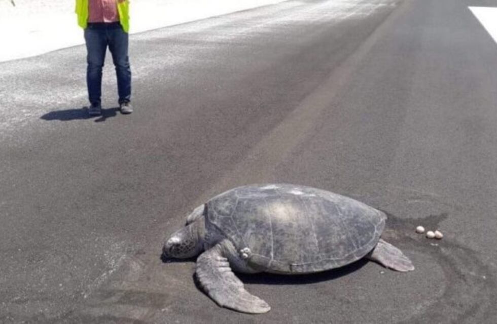 Una tortuga salió del mar para anidar pero la playa ahora es un aeropuerto