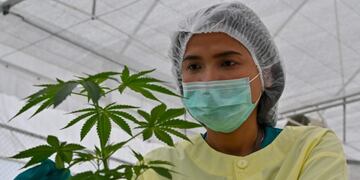 A staff holds a cannabis plants at the Government Pharmaceuticals Organisation (GPO) medicinal marijuana greenhouse outside Chon Buri, south of Bangkok on October 8, 2020\u002E (Photo by Mladen ANTONOV / AFP)